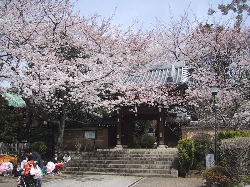 法明寺桜