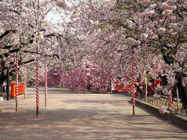 造幣局さくらの通り抜け