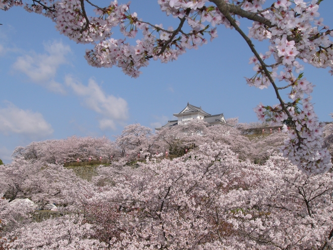 津山城鶴山公園さくら