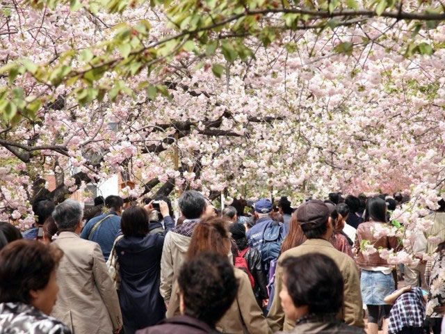 造幣局桜の通り抜け混雑状況