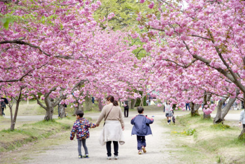 弘前桜02