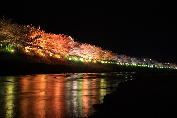 河津桜ライトアップ01