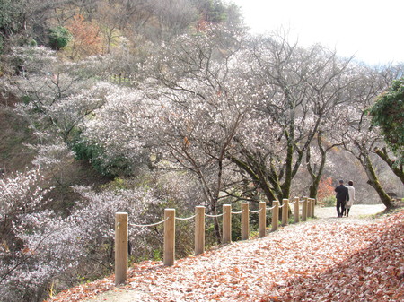 桜山公園冬桜
