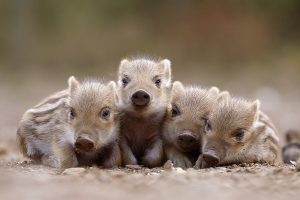 うり坊（徳島県東みよし町民宿）の行き方や宿泊料金と猪肉（ジビエ）の通販サイトまとめ：人生の楽園