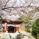 大善寺さくら