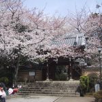 法明寺桜