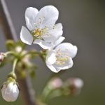 cherry-blossom