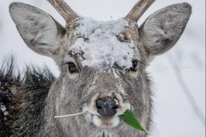 井上浩輝（ひろき）キタキツネ写真家のプロフィールとイベントは？写真は買える？
