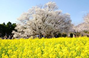 一心行の大桜2022の開花予想と見頃は?ライトアップと行き方も調査