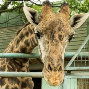 熊本動物園のキリンが見える散歩道はどこ？ドキュメント72時間