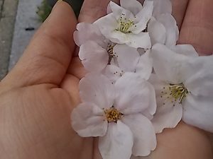 土井善胤(どいよしたか)のwiki風プロフィールと桧原桜公園の行き方・アクセス