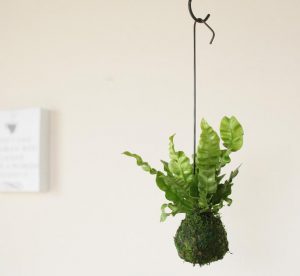 エメラルドウェーブ福岡生まれの観葉植物の値段や口コミ・評判を調査！