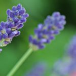 lavender02