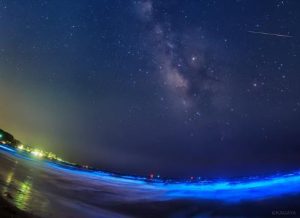 夜光虫の画像まとめ！どこの海岸でいつまで見られる？鎌倉以外でも？