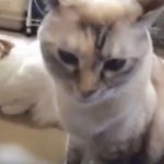 ミルクちゃん