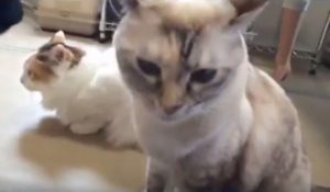 新玉旅館・別府 の口コミとアクセスは?ミルクちゃんのマッサージが可愛い!