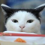 猫オフィス01