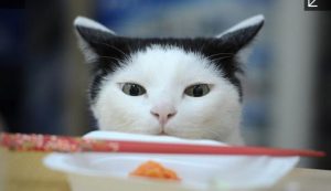 猫同伴通勤のIT会社の手当や待遇がスゴイ！求人募集はやってる？