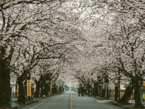 夜の森(福島)の桜並木の行き方アクセスは?口コミ・評判も調査