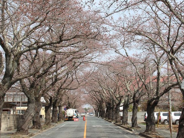 富岡二中桜01