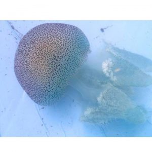クラゲ水族館・山形の料金や 割引券はある?宿泊イベントの日程も調査!