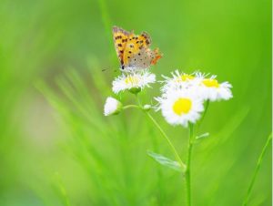 転身 ー蝶よりバラへの全文とチャールズ・E・コックス博士について