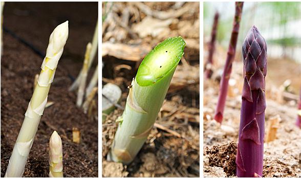 3色アスパラガス