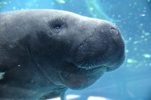 菊池夢美海洋生物学者のプロフィールは？マナティのいる水族館も調査！