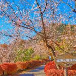 城峯公園の冬桜