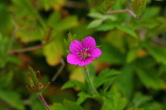ゲンノショウコ