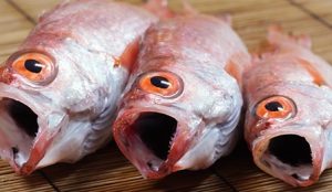 のどぐろアカムツのお取り寄せ通販は?釣り堀や釣り船も調査!