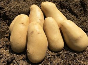 三島馬鈴薯のお取り寄せは楽天やアマゾンやYahooからも可能？