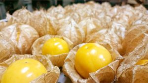 食用ほおずき（ゴールデンベリー）の効能や食べ方は？通販サイトも調査！