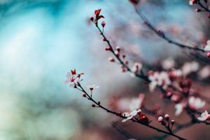 桜山公園の冬桜2022の開花状況と見頃は?ライトアップと口コミも調査