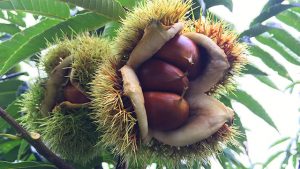 高麗川（こまがわ）マロンが買える場所は？お取り寄せ通販も調査！