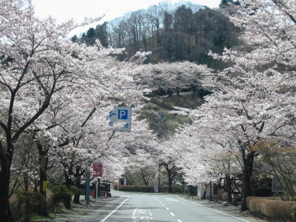 桜山公園の冬桜の開花状況と見頃は ライトアップと口コミも調査