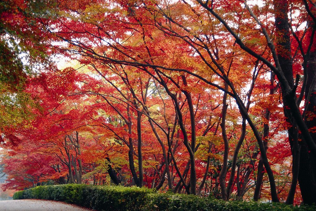 東公園 紅葉