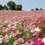 昭和公園コスモスまつり