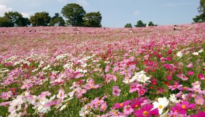 昭和記念公園コスモスまつり2022の混雑は？開花状況や見頃も調査