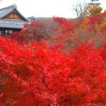 東福寺 紅葉