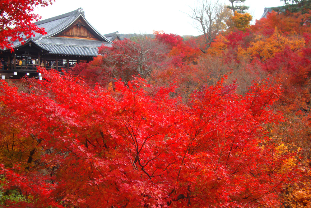 東福寺紅葉2018見頃の時期とライトアップ時間は?混雑状況も調査