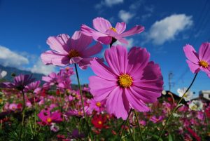久里浜花の国コスモスまつり2022と見頃は?混雑や駐車場も調査