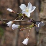 冬桜