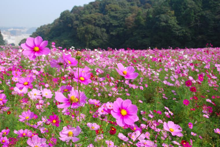 久里浜花の国