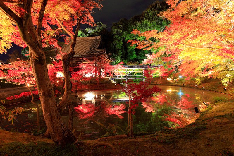 高台寺紅葉