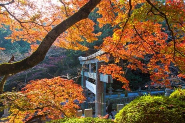 金刀比羅宮の紅葉2018の見頃ともみじ祭は?駐車場と口コミ評判も調査