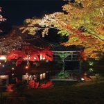 高台寺紅葉