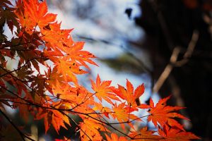 タカドヤ湿地の紅葉2022見頃ともみじまつりは?駐車場や口コミも調査!