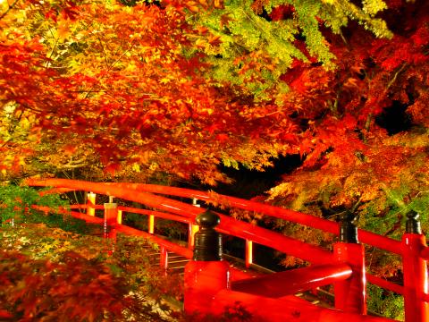 河鹿橋紅葉