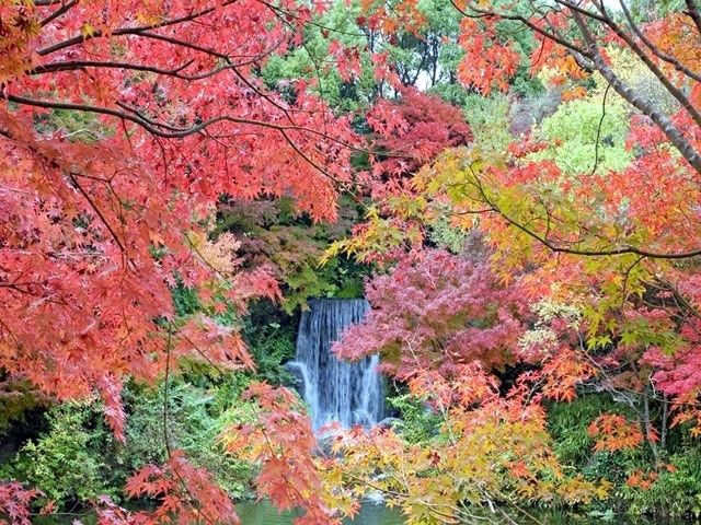 万博記念公園_紅葉の滝